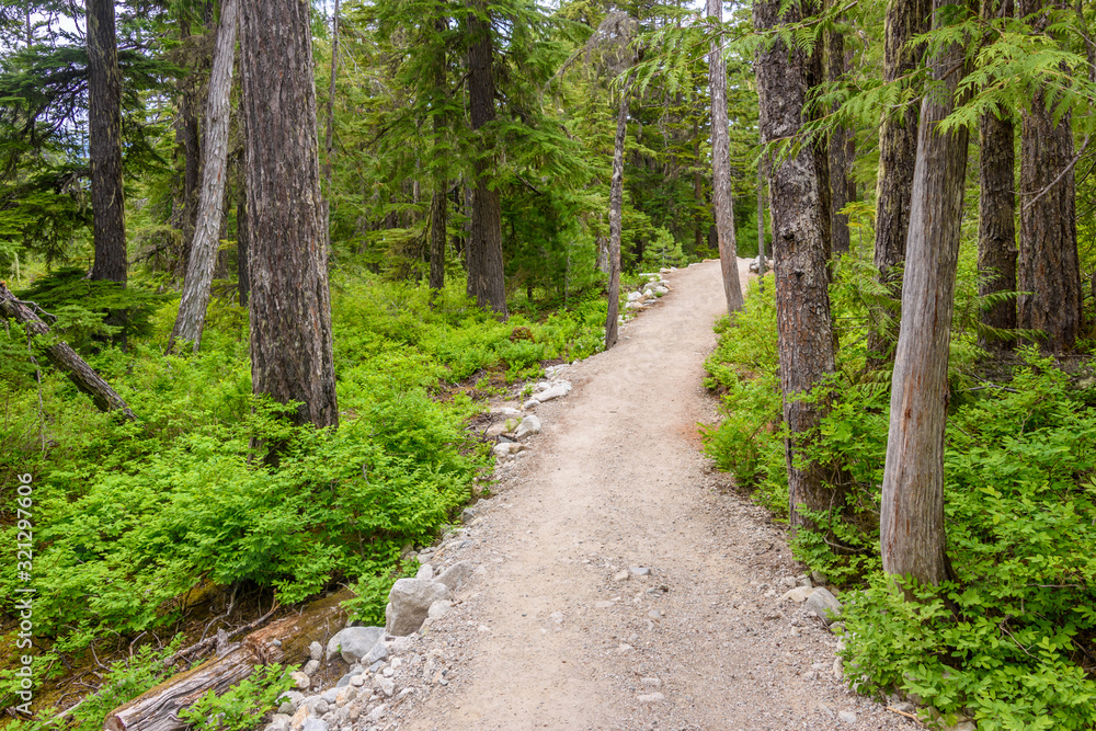 Fragment of Panorama Trail in Sea to Sky Gondola Park in Vancouver, Canada.