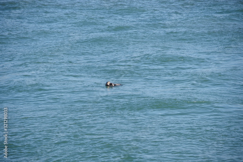Ocean bay water with two seals holding each other while swimming