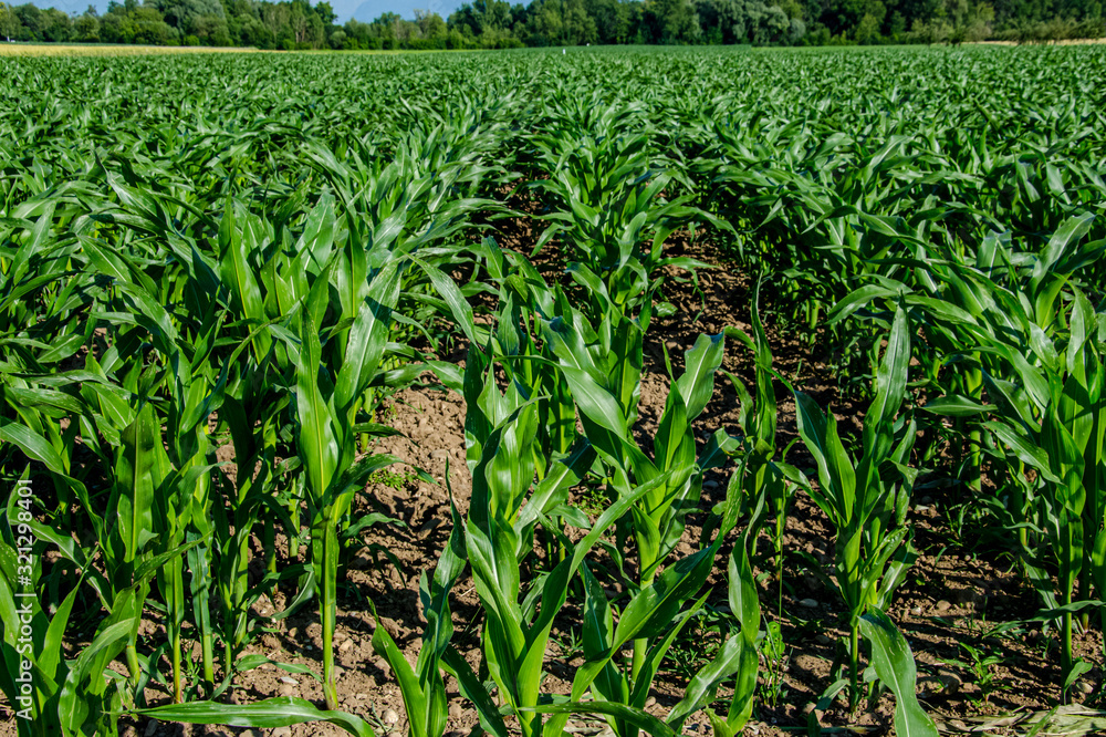 Corn fields in the Zurich Oberland region, in summer Corn fields in the Zurich Oberland region, in summer