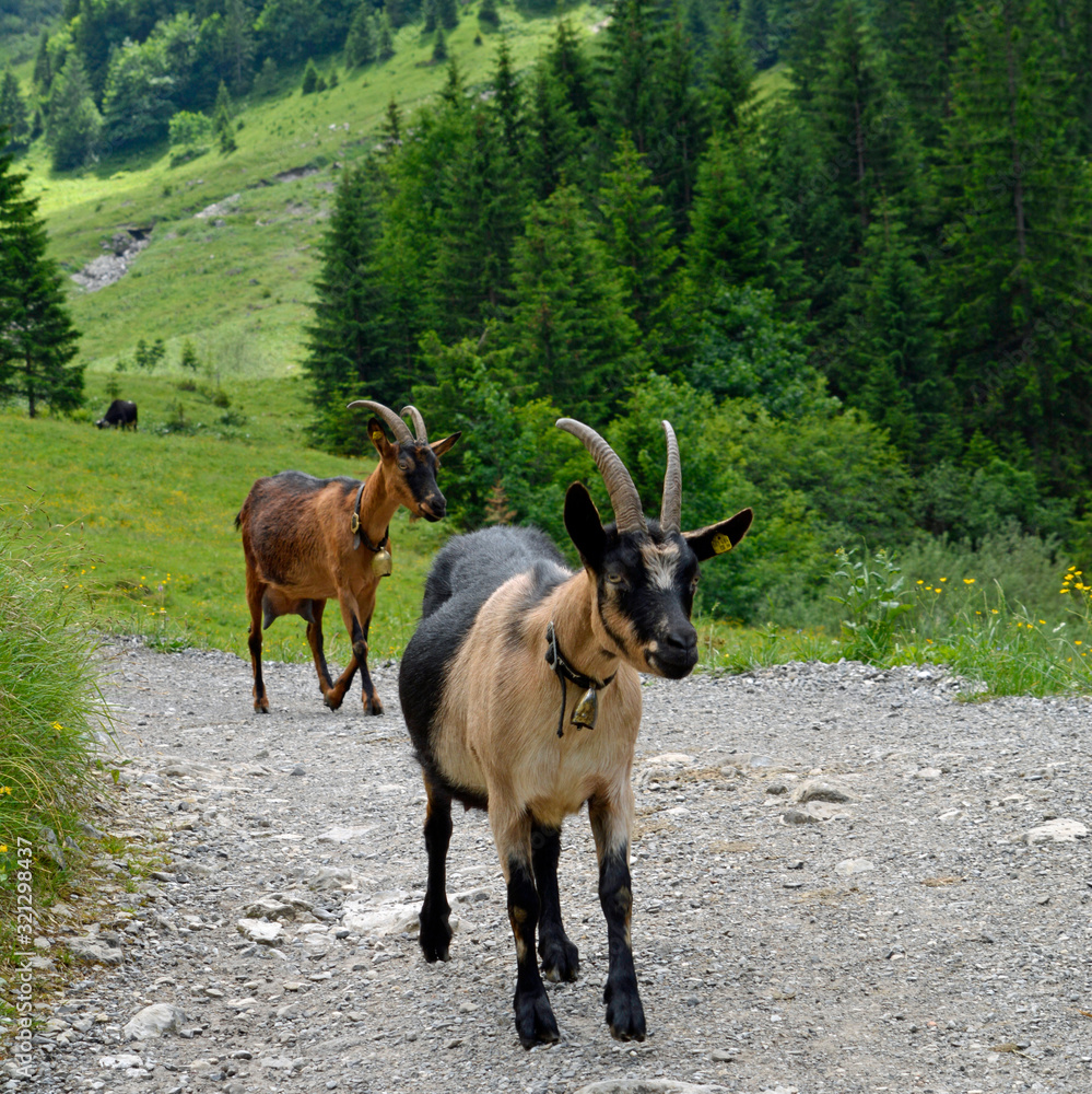 Fototapeta premium ziegen im kleinwalsertal