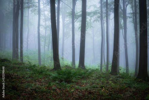 Foggy morning in green forest