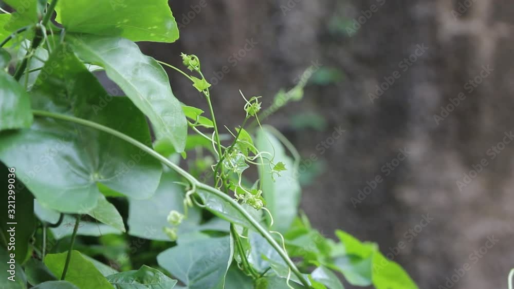 Lush Green Leafy Vegetation, COPY SPACE Lush Green Leafy Vegetation, COPY SPACE