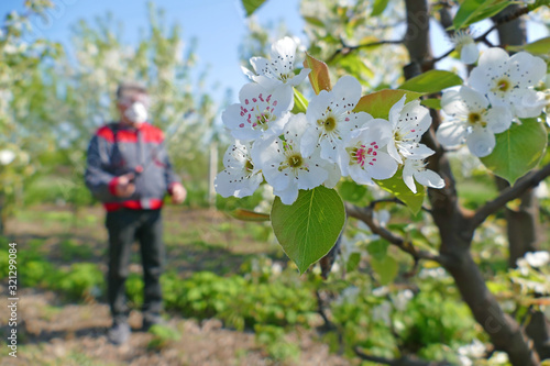 Agricultural senior worker in a blossom apple orchard spraying pesticide to protect against disease and insects photo