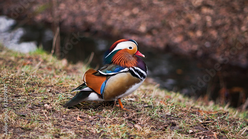 mandarin duck resting near the river in the fall
