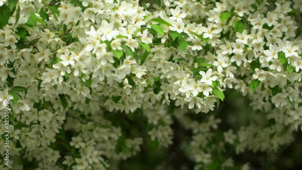 Flowering apple tree branches. Blossom in white color. Flowering apple tree branches. Blossom in white color.