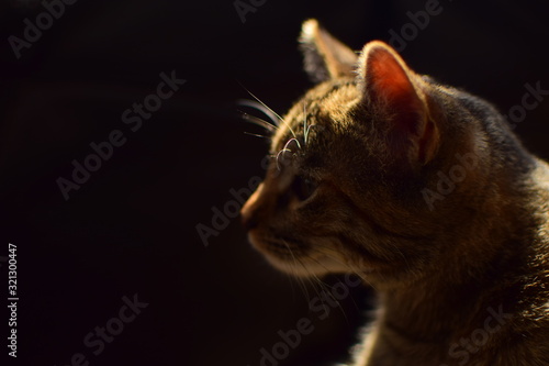Retrato de hermoso gato en la ma  ana