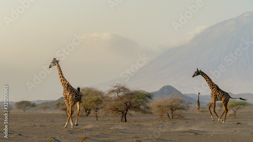 Photography giraffes in the Ngorongoro crater with the Ol Doinyo Lengai volcano in the backg