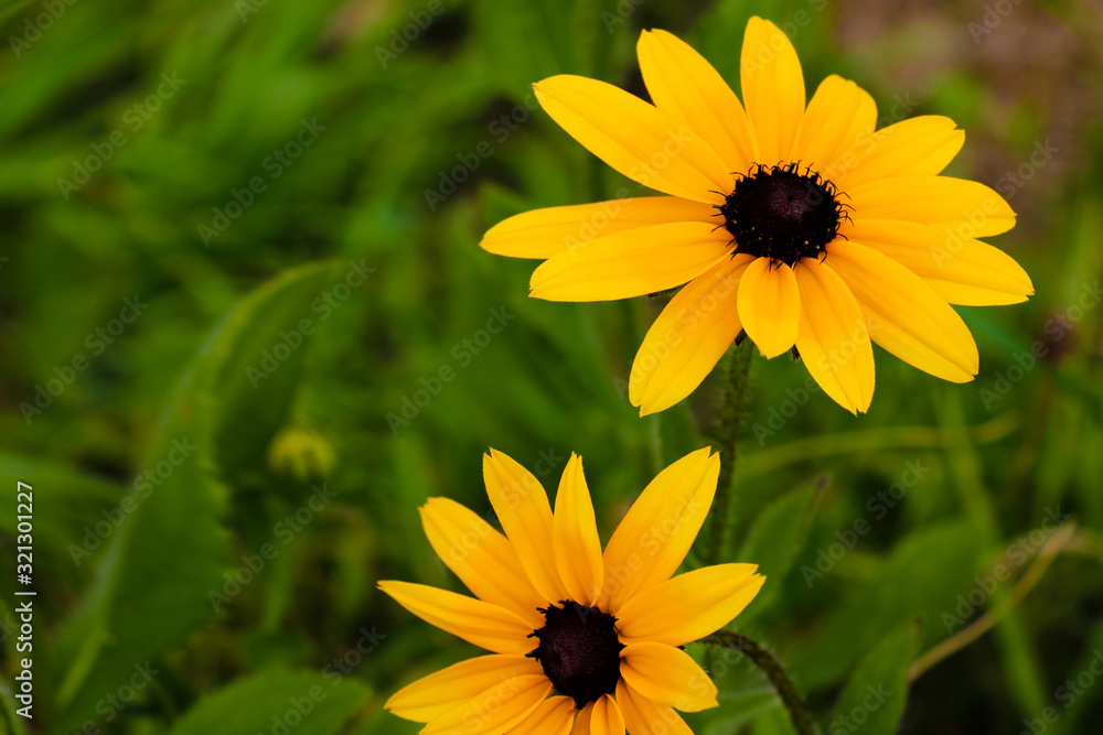 Fototapeta premium Black-eyed Susan Flowers in the spring or summer.