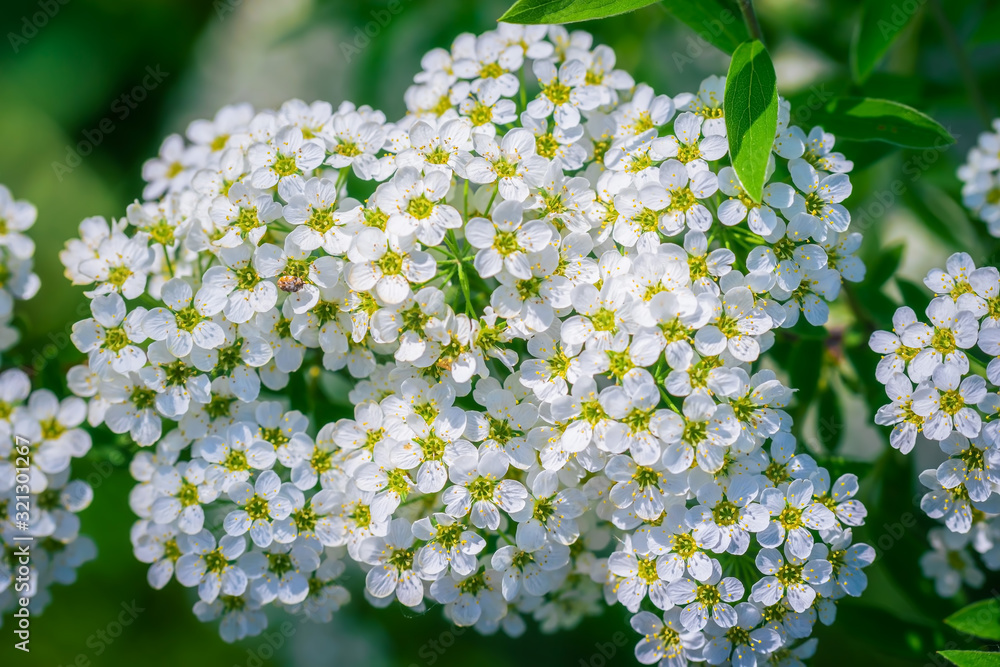 Blooming spirea on a spring Blooming spirea on a spring