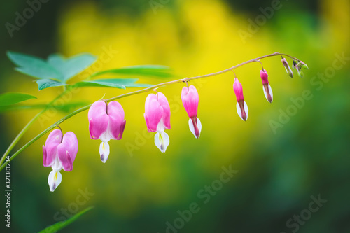 Blooming pink heart shaped dicentres photo