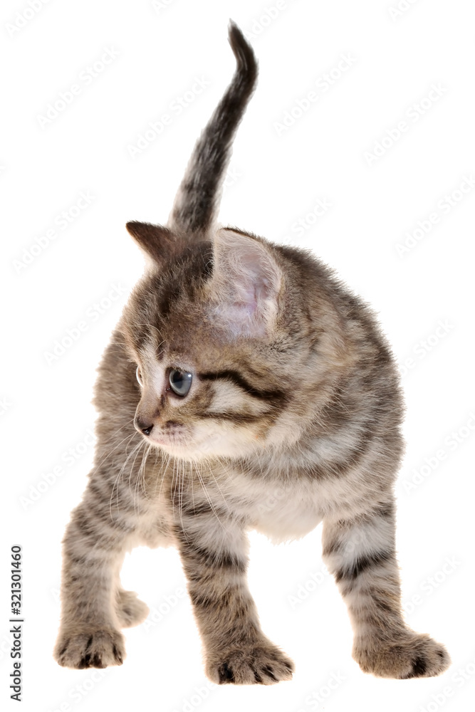 Shorthair brindled kitten playful isolated Shorthair brindled kitten playful isolated