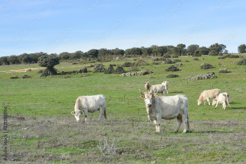 Group of cows in a Spanish field in Salamanca, Spain Group of cows in a Spanish field in Salamanca, Spain