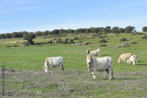 Group of cows in a Spanish field in Salamanca, Spain