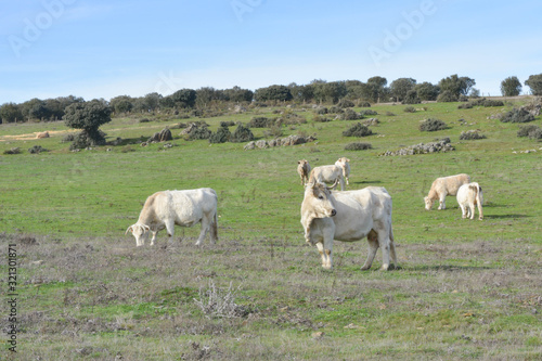 Group of cows in a Spanish field in Salamanca, Spain.