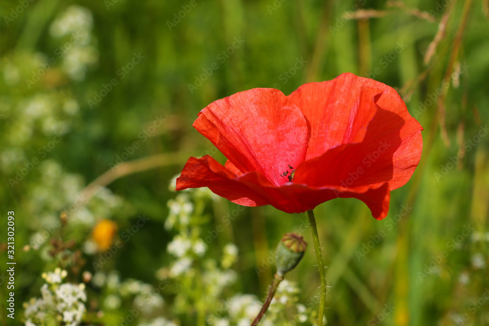 Single wild red corn poppy flower blossom in the spring. Single wild red corn poppy flower blossom in the spring.