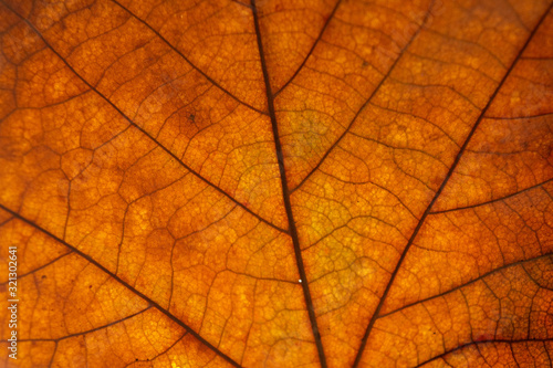  Detail of an autumnal tree leaf. Fall textures