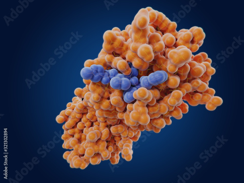 The coronavirus 3CL hydrolase enzyme with an inhibitor bound in the active site photo