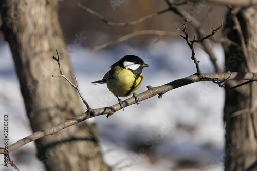 Titmouse, small yellow bird on the branch