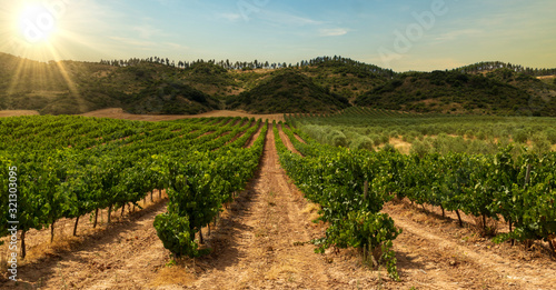 Vineyard on the road to Santiago de Navarra Fototapete