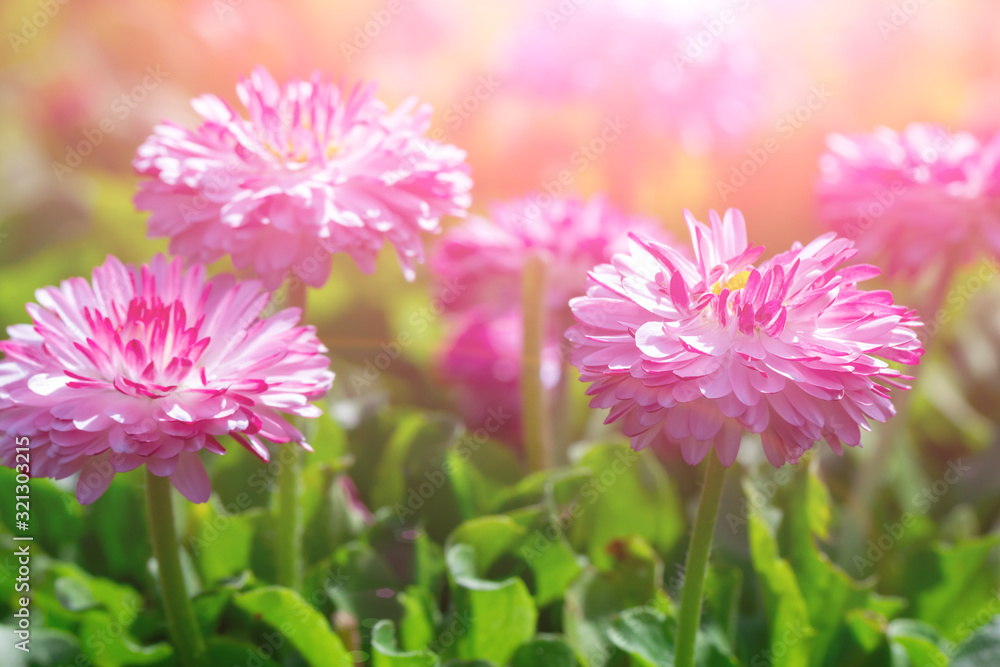 Daisy flowers on a background of green leaves. Daisy flowers on a background of green leaves.