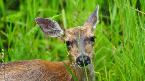 Sitka black-tailed deer (Odocoileus hemionus sitkensis) or Sitka deer, is a subspecies of mule deer and inhabit the Alexander Archipelago of southeast Alaska photo