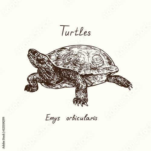Tutles collection, Emys Orbicularis (European pond turtle), hand drawn doodle, drawing sketch in gravure style, vector illustration