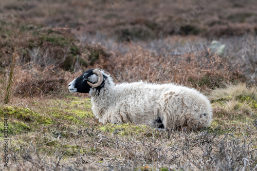 Sheep Resting on Ilkley Moor