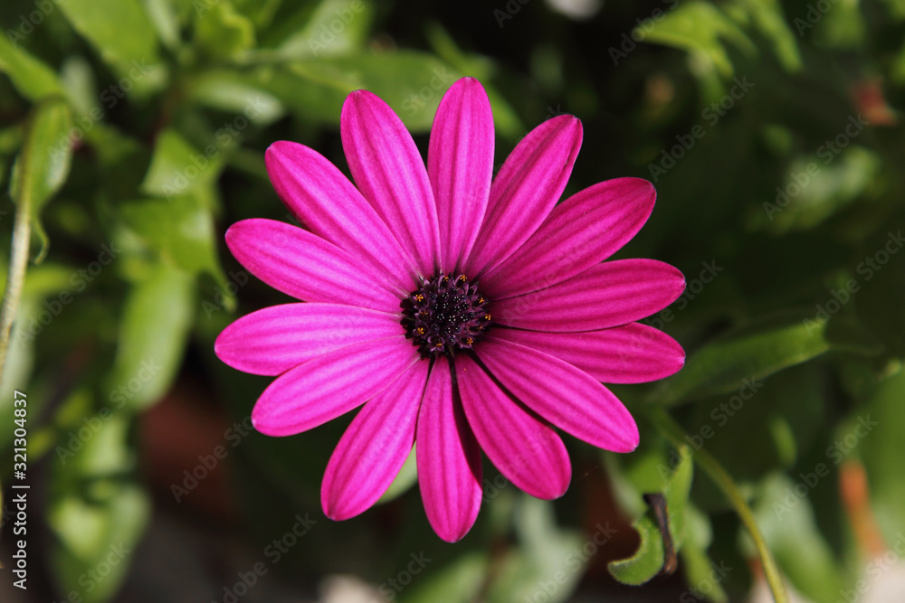 African daisies (Osteospermum) African daisies (Osteospermum)