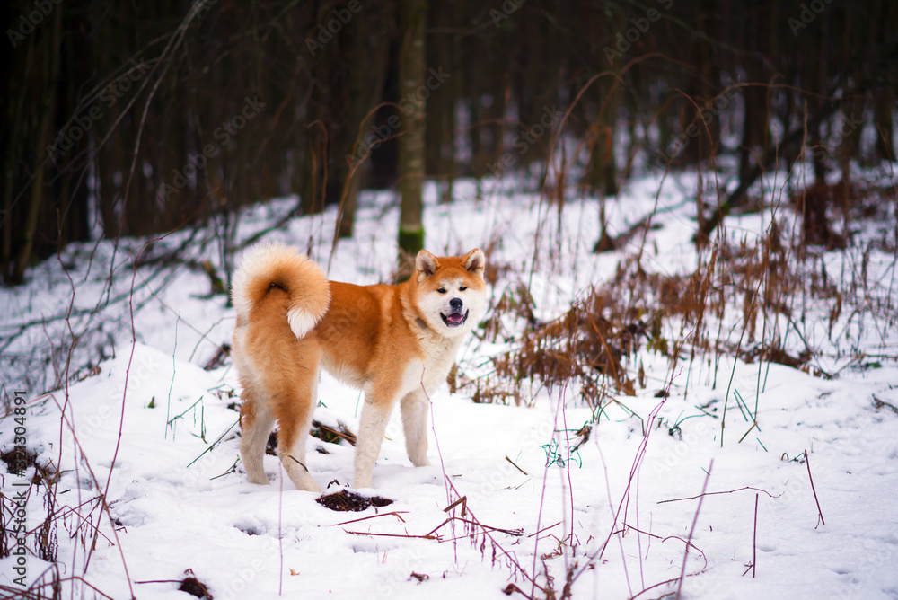 akita inu dog walking alone, snow background akita inu dog walking alone, snow background