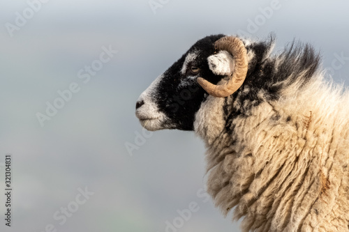 Head Portrait of a Sheep on Ilkley Moor