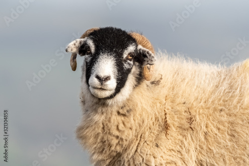 Head Portrait of a Sheep on Ilkley Moor