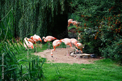 Foto flock of pink flamingos