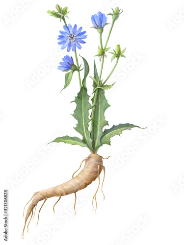 Chicory Hand Drawn Pencil Illustration Isolated on White