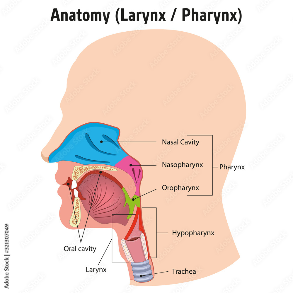 Larynx And Internal Pharynx Anatomy Human Head Legend Ideal For Training Materials And Medical 