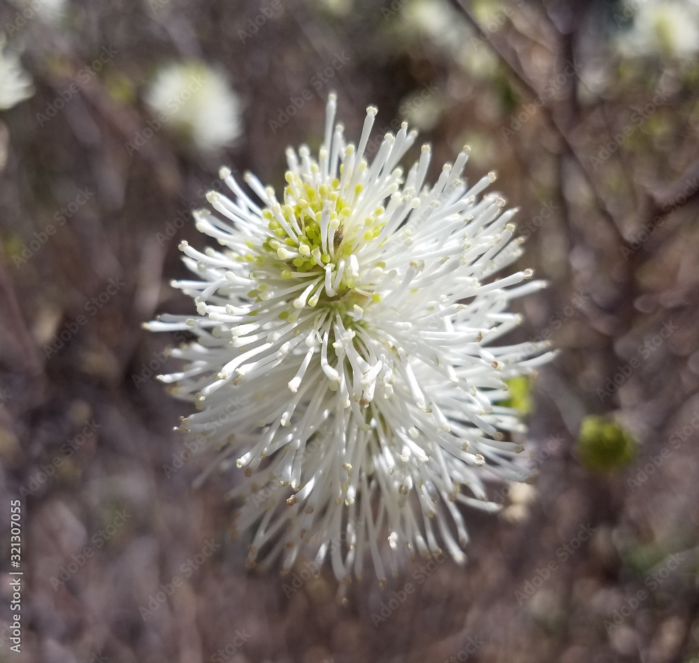 Close-up on a blooming white flower in spring Close-up on a blooming white flower in spring