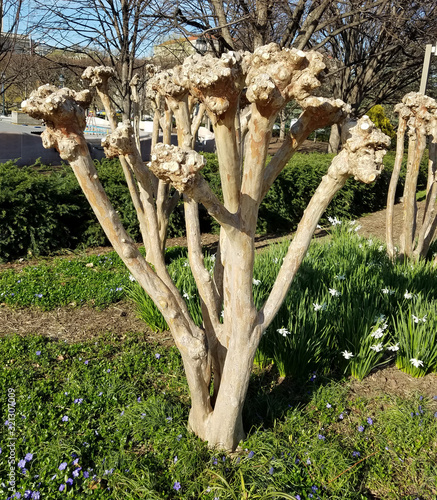 Pruned Crape Myrtle tree trunk in spring
