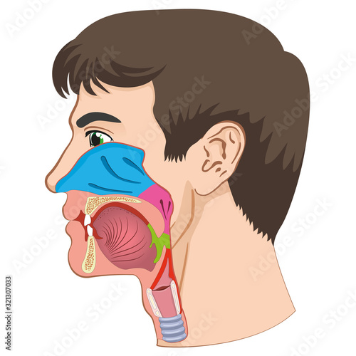 Larynx and pharynx anatomy human head anatomy illustration. Ideal for training materials and medical education