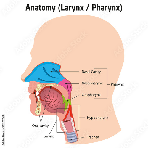 Larynx and internal pharynx anatomy human head, Legend. Ideal for training materials and medical education photo