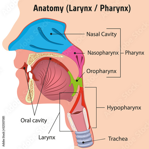 Human Larynx and Internal Pharynx Anatomy Head Illustration, Close. Ideal for training materials and medical education photo