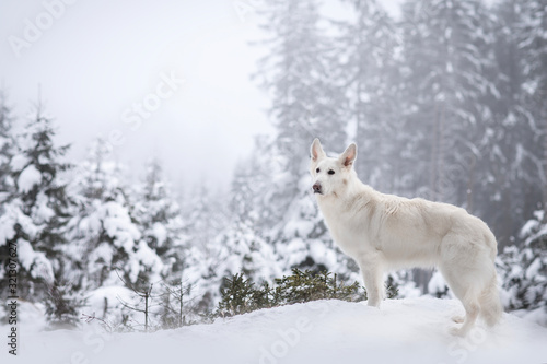 White Swiss Shepherd Dog in winter