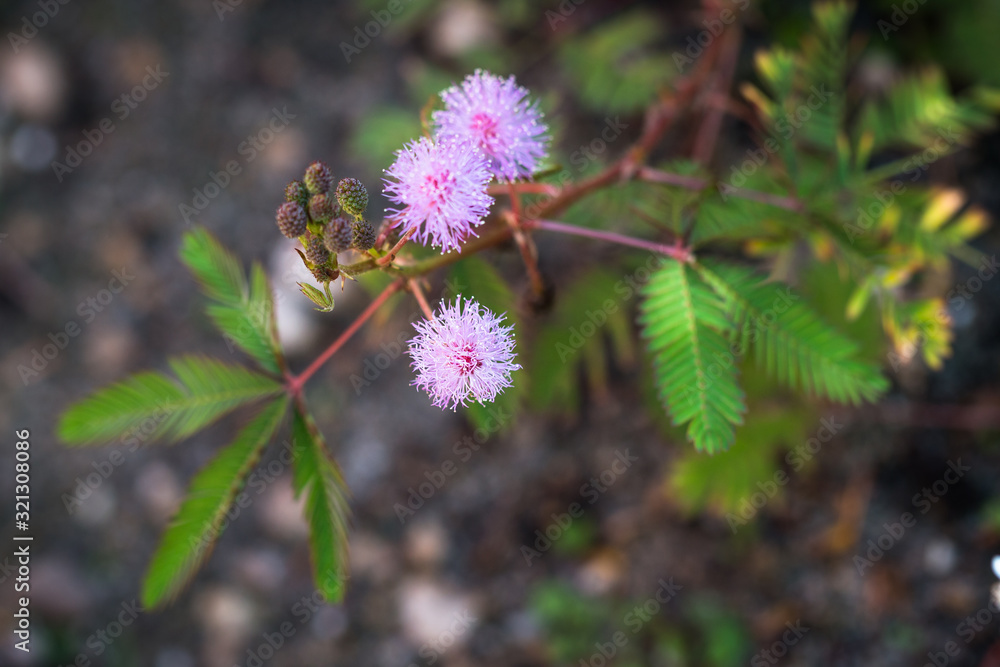 Mimosa pudica sensitive