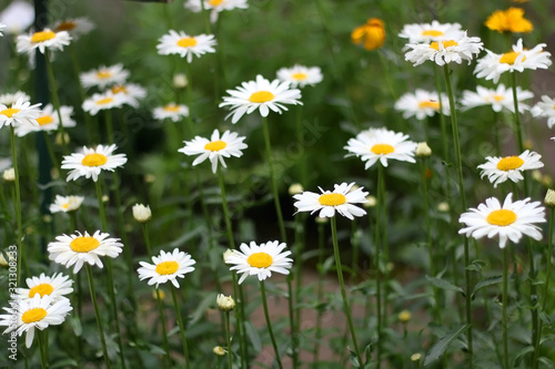 White and yellow flowers in the botanical garden in Zagreb, Croatia. Selective focus.