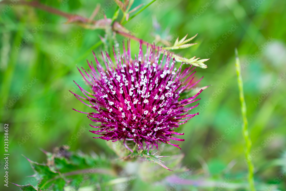 Wild purple thistle Wild purple thistle