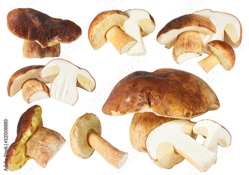 Vászonkép Boletus edulis mushroom collection isolated on white background