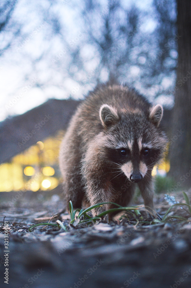 Raton laveur montreal Stock Photo Adobe Stock