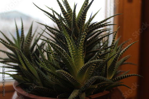 A variety of indoor plants on the windowsill when winter is outside