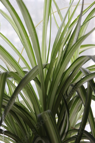 A variety of indoor plants on the windowsill when winter is outside