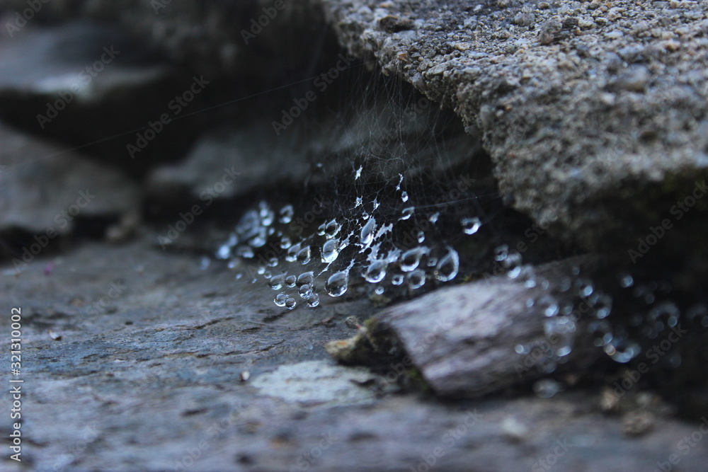 a thin silk cobweb in the crack of a gray-colored stone dotted with large brilliant drops of morning dew a thin silk cobweb in the crack of a gray-colored stone dotted with large brilliant drops of morning dew