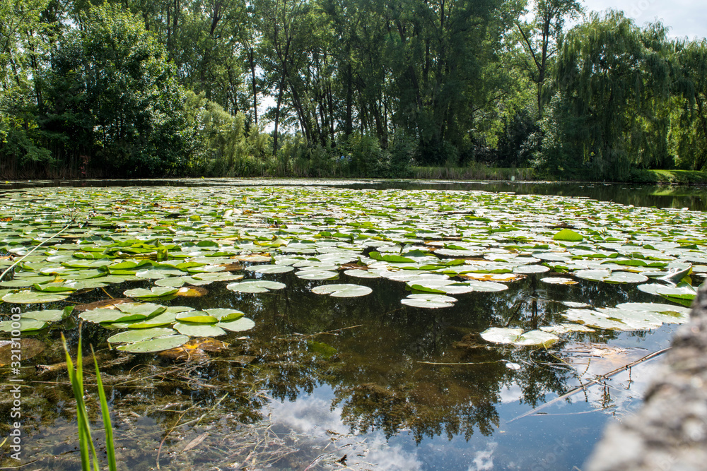 photograph of several water lilies in a lake photograph of several water lilies in a lake