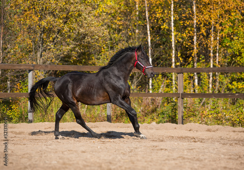 Bild auf Leinwand Brown stallion frolics against the backdrop of autumn trees